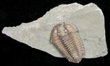 Flexicalymene Trilobite from Ohio - D #5898-2